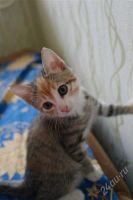 Лот: 2071652. Фото: 2. супер котята мальчик и девочка... Животные и уход