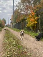 Лот: 20944662. Фото: 5. Щенки