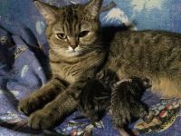 Лот: 10676427. Фото: 4. Шотландские котята (бронирование... Красноярск