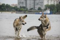 Лот: 20843518. Фото: 7. Щенки чехословацкий влчак