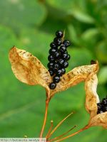 Лот: 4213455. Фото: 3. Беламканда китайская (леопардовая... Для дачи, дома, огорода, бани, парка