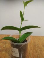 Лот: 5797594. Фото: 4. Хойя денсифолия (Hoya Densifolia... Красноярск