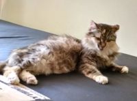 Лот: 14409095. Фото: 4. Милые котята месячного возраста. Красноярск
