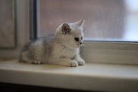 Лот: 10681683. Фото: 3. Британский котенок № 3 - девочка... Растения и животные