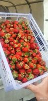 Лот: 16064358. Фото: 2. Ягода виктория(Субботино/Шушенское... Продукты