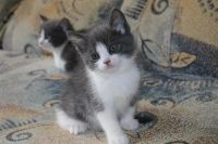 Лот: 4076874. Фото: 4. _КоТяТа. Красноярск