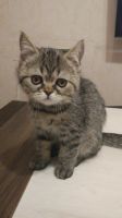 Лот: 15318103. Фото: 6. Котята Персо-британцы