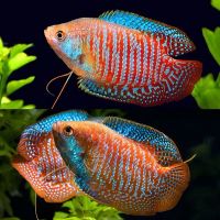 Лот: 24700223. Фото: 7. Лялиус Радужный, Неоновый, Кобальтовый...