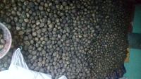 Лот: 15988340. Фото: 2. Картофель семенной, крупный. Продукты