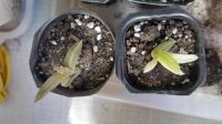 Лот: 13641564. Фото: 2. Хавортия cymbiformis variegata... Комнатные растения и уход