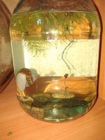 Лот: 8848052. Фото: 2. Ампулярия. Аквариумистика