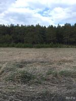Лот: 13485819. Фото: 7. Участок в сосновом бору