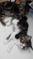 Лот: 9644725. Фото: 5. Котик экзот 1,5 мес. Срочно!!