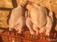 Лот: 9658318. Фото: 2. Курица домашняя. Продукты
