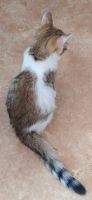 Лот: 17705416. Фото: 4. Кошечка котенок черепашка. Красноярск