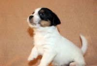 Лот: 6984236. Фото: 2. Джек Рассел Терьер. Животные и уход