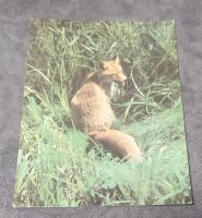 Лот: 21107490. Фото: 3. Открытки с животными СССР 1986-1989... Коллекционирование, моделизм