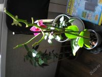 Лот: 2722036. Фото: 2. Орхидея. Комнатные растения и уход
