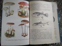 Лот: 16271386. Фото: 4. Книга Гигиена питания, Окорокова... Красноярск