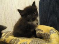 Лот: 890080. Фото: 2. Красивые котята ждут новых хозяев... Животные и уход