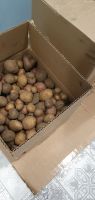 Лот: 21109644. Фото: 2. Мелкий картофель перемешаный с... Продукты