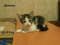 Лот: 4868789. Фото: 2. Отдам котят в добрые руки. Животные и уход