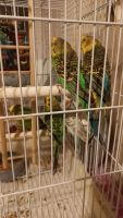 Лот: 25805342. Фото: 3. Продам Волнистых Попугаев. Растения и животные