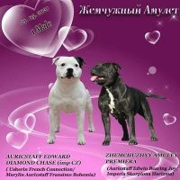 Лот: 17820322. Фото: 4. Стаффордширский бультерьер. Красноярск