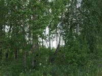 Лот: 11816479. Фото: 6. Земельный участок с лесом