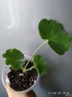 Лот: 15491404. Фото: 3. пеларгония Peppermint (укорененный... Растения и животные