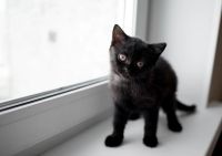 Лот: 7785752. Фото: 3. Котенок. Растения и животные