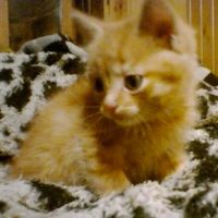 Лот: 4629914. Фото: 7. Отдам пушистых котят. Мальчики...