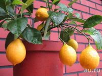 Лот: 8644584. Фото: 3. Лимон Ташкент. тонкокорый. Вкусный... Для дачи, дома, огорода, бани, парка