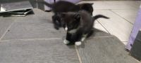 Лот: 25781647. Фото: 2. Котята крысоловы. Животные и уход