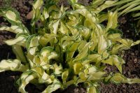 Лот: 4268843. Фото: 2. хоста 'Жанет Дей' (hosta 'Janet... Семена, рассада, садовые растения