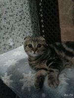Лот: 10554826. Фото: 3. Вязка шотланской девочки. Растения и животные
