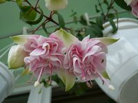 Лот: 4040371. Фото: 2. Фуксия махровая Natasha Sinton. Комнатные растения и уход