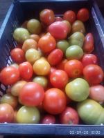Лот: 16456023. Фото: 2. помидоры. Продукты