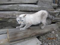 Лот: 4236516. Фото: 5. подарю котят от сиамской кошечки...