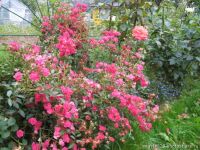 Лот: 10984804. Фото: 2. Семена полиантовой розы "Ангельские... Комнатные растения и уход