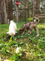 Лот: 22848465. Фото: 4. Щенок девочка беляшка. Красноярск