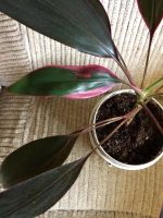 Лот: 9779538. Фото: 4. Кордилина 1. Красноярск