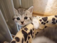 Лот: 3696944. Фото: 3. Красивые котятки. Растения и животные
