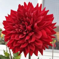 Лот: 15557816. Фото: 3. Георгины. Для дачи, дома, огорода, бани, парка