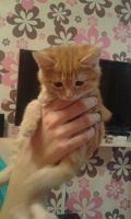 Лот: 6562874. Фото: 2. котёнок бобтейл. Животные и уход