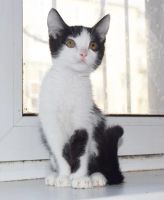 Лот: 7311721. Фото: 5. Чудо ребёнок маленький котёнок...