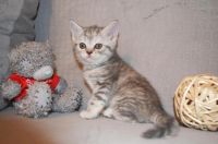 Лот: 7222505. Фото: 3. Прямоухая шотландская кошечка... Растения и животные