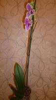 Лот: 6403870. Фото: 4. орхидея фаленопсис (пелоричная... Красноярск