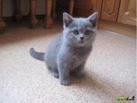 Лот: 5041073. Фото: 2. Продаются Шотланские прямоухие... Животные и уход