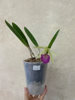 Лот: 25710982. Фото: 2. Орхидея Bc. Saint Andre. Комнатные растения и уход